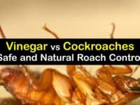 Does Vinegar Kill Roaches titleimg1