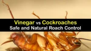 Does Vinegar Kill Roaches titleimg1