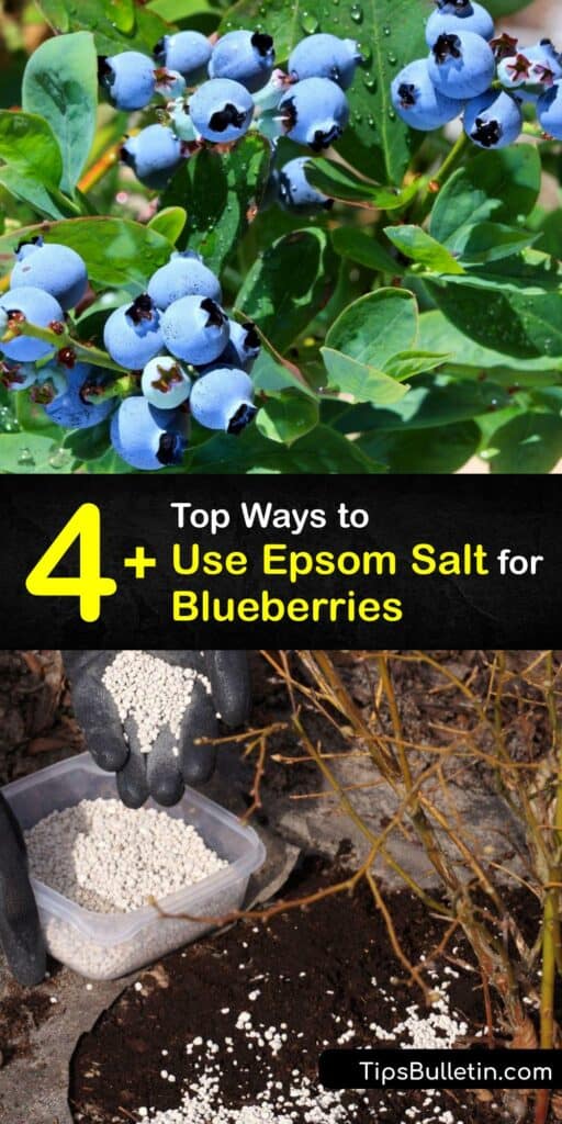 Blueberry plants need acidic soil. Fertilize blueberry bushes using Epsom salts without affecting soil pH. If your blueberry leaves turn red, treat your plant with Epsom salts to get rid of magnesium deficiency and keep your blueberry bush healthy. #epsom #salt #blueberries