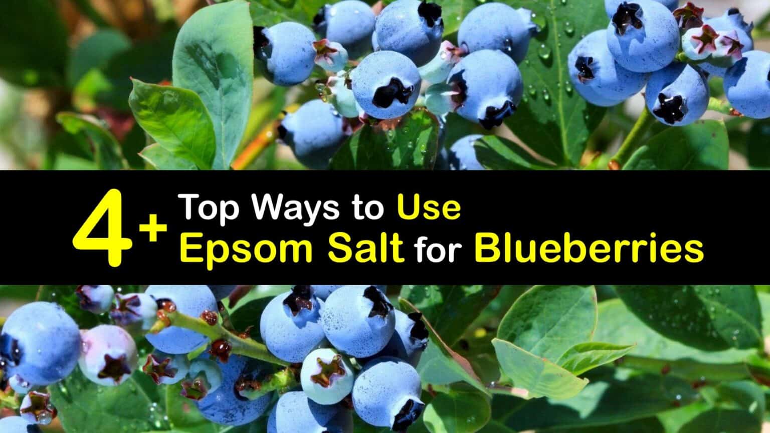 Creative Blueberry Food - Using Epsom Salt for Blueberry Plants