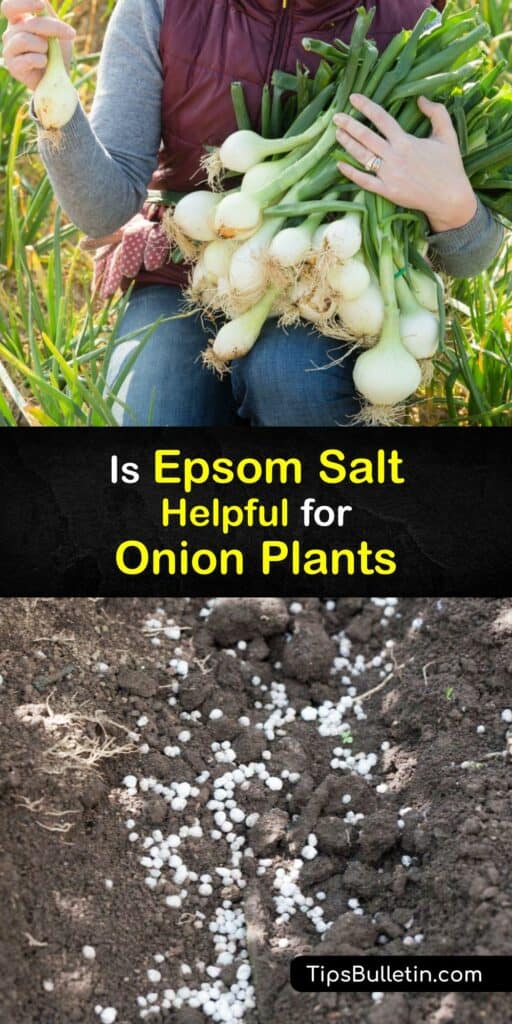 If you need fertilizer to improve your garden soil, skip Miracle Grow and use Epsom salt for growing onions. Epsom salt contains magnesium sulfate that increases the growth and production of your onion plant. Enjoy more fresh onion using Epsom salts. #epsom #salt #onions