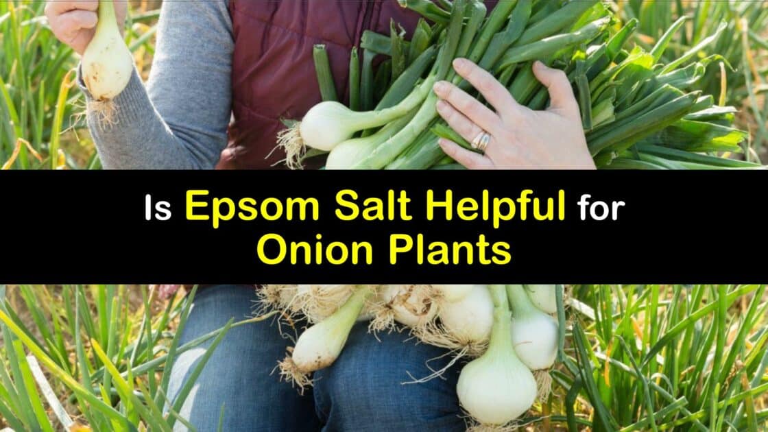 Onion Fertilizer How to Use Epsom Salt to Feed Onion Plants