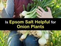 Epsom Salt for Onions titleimg1