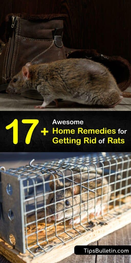 Whether you have ship or roof rats, it’s important to begin pest control quickly to repel rats. Achieve mouse or rat control with home remedies rather than a cruel snap trap. Eliminate a rodent population with a humane rat trap, essential oil, pepper spray, and more. #home #remedies #rid #rats