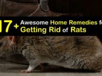 Home Remedies for Getting Rid of Rats titleimg1