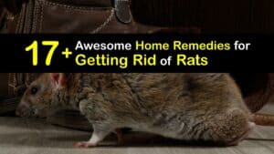 Home Remedies for Getting Rid of Rats titleimg1