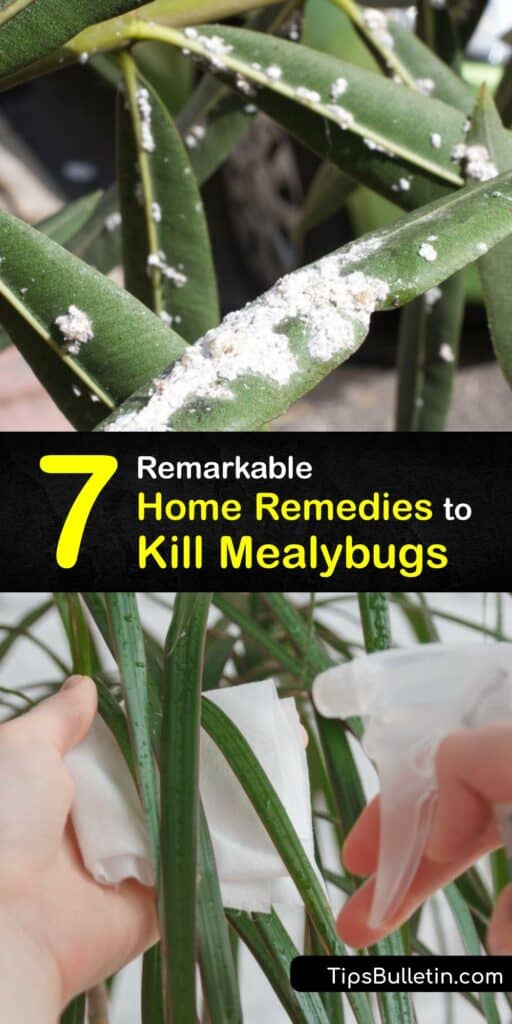 Learn ways to kill mealybugs on outdoor and indoor plants and stop an infestation. Leaf and root mealybug pests are scale insects that suck sap from a plant leaf. They are easy to control with insecticidal soap, alcohol, and diatomaceous earth. #home #remedy #mealybugs