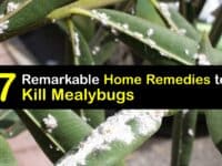 Home Remedy for Mealybugs titleimg1