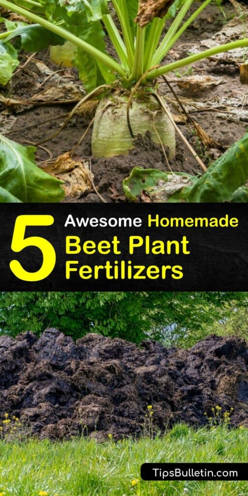 Learn how to make homemade fertilizer for beets for a healthy beetroot crop at the end of the season. Organic fertilizer is better for beet greens and roots than synthetic fertilizer, and it’s easy to make with Epsom salt, food scraps, and organic matter. #beets #homemade #fertilizer