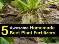 Homemade Fertilizer for Beets titleimg1