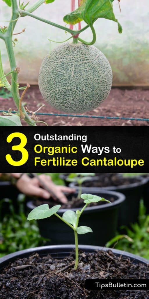 Growing cantaloupe is easier than you think with our fabulous organic fertilizer tips. Grow cantaloupe right alongside your watermelon plants this year, knowing you have gardening skills to help them flourish with fertilizer. #homemade #fertilizer #cantaloupe 
