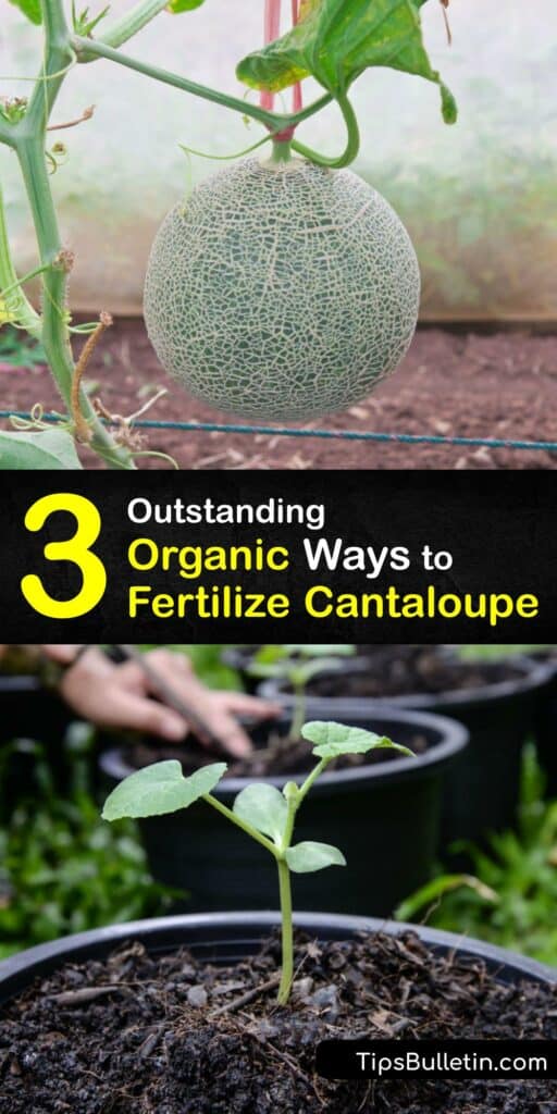 Growing cantaloupe is easier than you think with our fabulous organic fertilizer tips. Grow cantaloupe right alongside your watermelon plants this year, knowing you have gardening skills to help them flourish with fertilizer. #homemade #fertilizer #cantaloupe