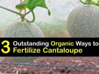 Homemade Fertilizer for Cantaloupe titleimg1