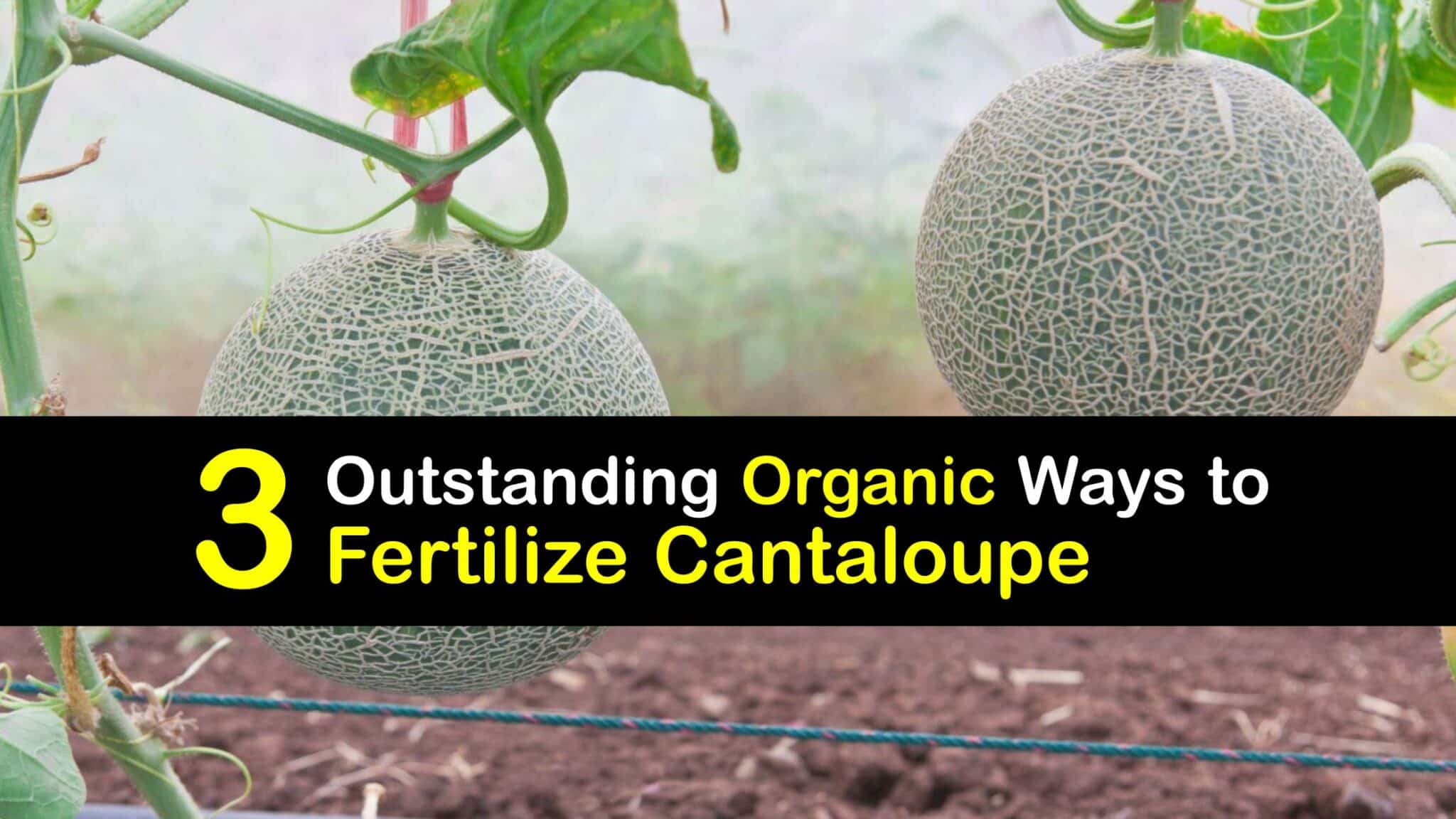 Feeding Cantaloupe Plants - Organic Fertilizers for Cantaloupe