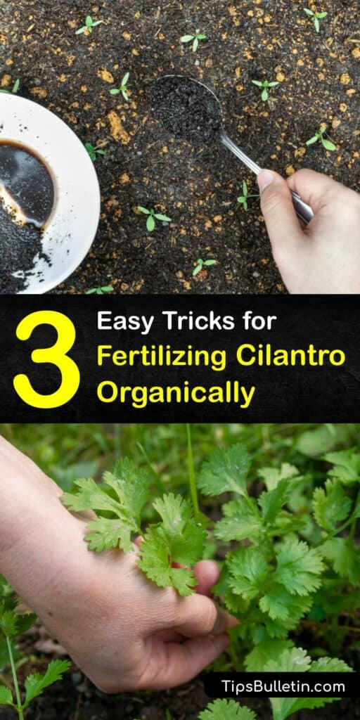 Skip harmful synthetic fertilizers and make your own organic fertilizer to start cilantro seed or feed mature coriander plants. Use coffee grounds, seed meal, and compost to keep your cilantro plant healthy, resistant to disease, and productive. #homemade #fertilizer #cilantro