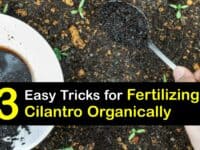 Homemade Fertilizer for Cilantro titleimg1