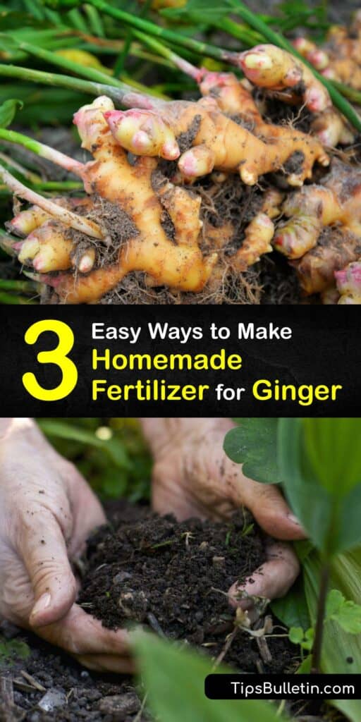 If you want to grow a hardy and robust ginger plant, we’ve got some fabulous organic fertilizer tips for you. Learn how to use natural fertilizer like coffee grounds, banana peel, and more to make your ginger plant grow large and healthy this season. #homemade #fertilizer #ginger