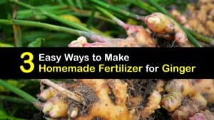 Homemade Fertilizer for Ginger titleimg1