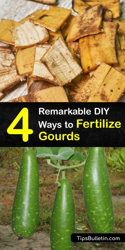 Growing gourds is easier than you think with the right fertilizer. Learn all about organic bottle gourd nutrition, get tips for your bitter gourd plant, and discover how to grow your own luffa. Give your gourd seed the best start with our tips and tricks. #homemade #fertilizer #gourds