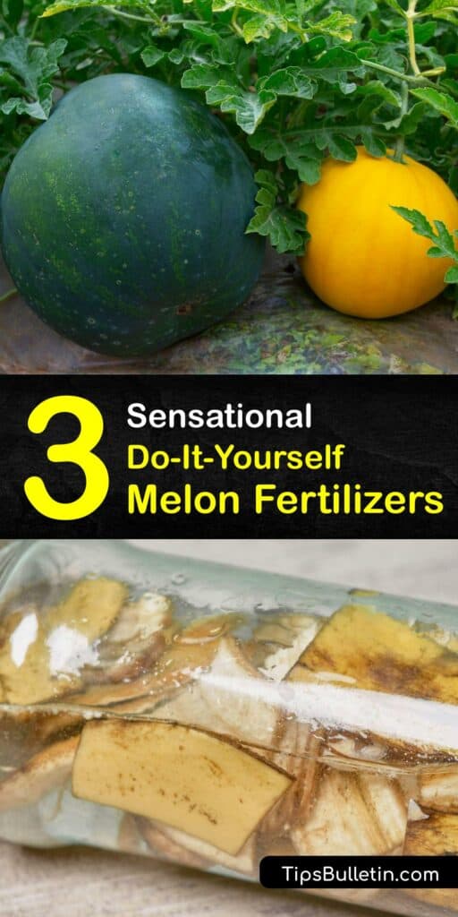 Whether you’re growing watermelon plants or planning to grow cantaloupe, learn how to make your own plant food. Make granular or liquid fertilizer to enrich the soil using Epsom salts, banana peels and compost so your watermelon plant thrives. #homemade #fertilizer #melons