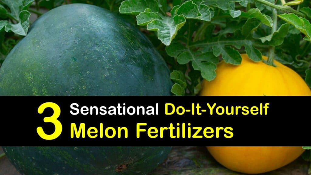 Homemade Fertilizer for Melons titleimg1