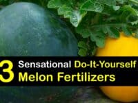 Homemade Fertilizer for Melons titleimg1