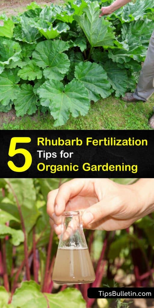 Learn how to fertilize a rhubarb plant and make natural fertilizer. A thin rhubarb stalk indicates that your rhubarb is low in nutrients. Feeding your plants when you plant rhubarb and in the early spring and fall for a healthy crop is vital. #fertilizer #rhubarb #homemade