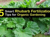 Homemade Fertilizer for Rhubarb titleimg1