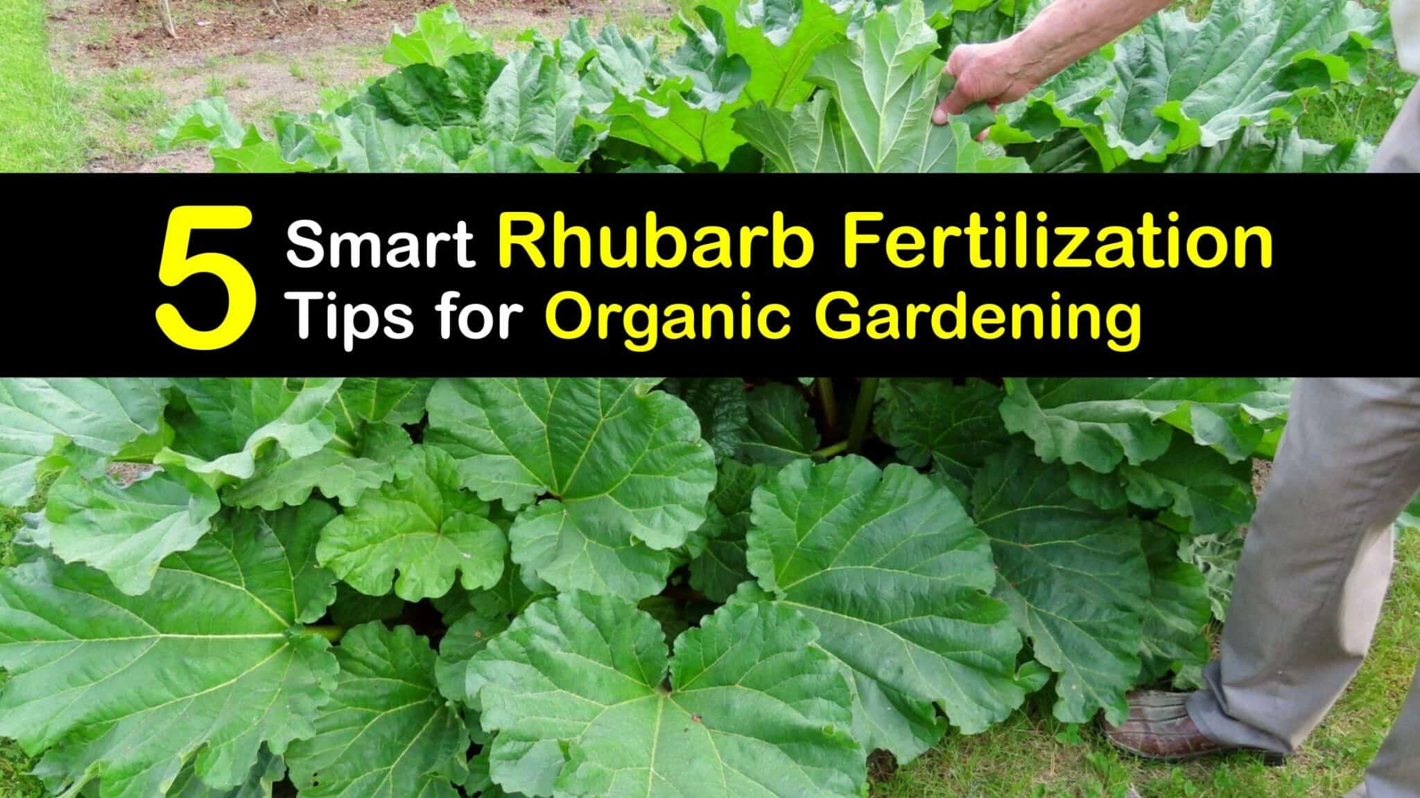 Fertilizing Rhubarb Organically DIY Rhubarb Plant Food
