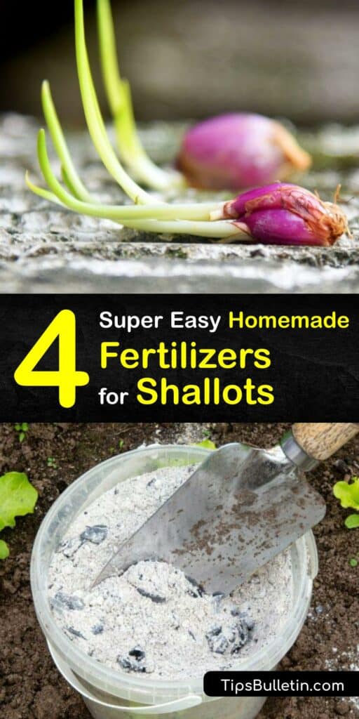 Like garlic plants, green onion or spring onion sets thrive with organic fertilizer. Add homemade fertilizer when you plant shallot seed or during the growing season for a healthy bulb and leaves. Enrich your soil with Epsom salt, wood ash, coffee grounds, and more. #homemade #fertilizer #shallots