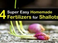 Homemade Fertilizer for Shallots titleimg1