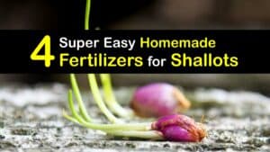 Homemade Fertilizer for Shallots titleimg1