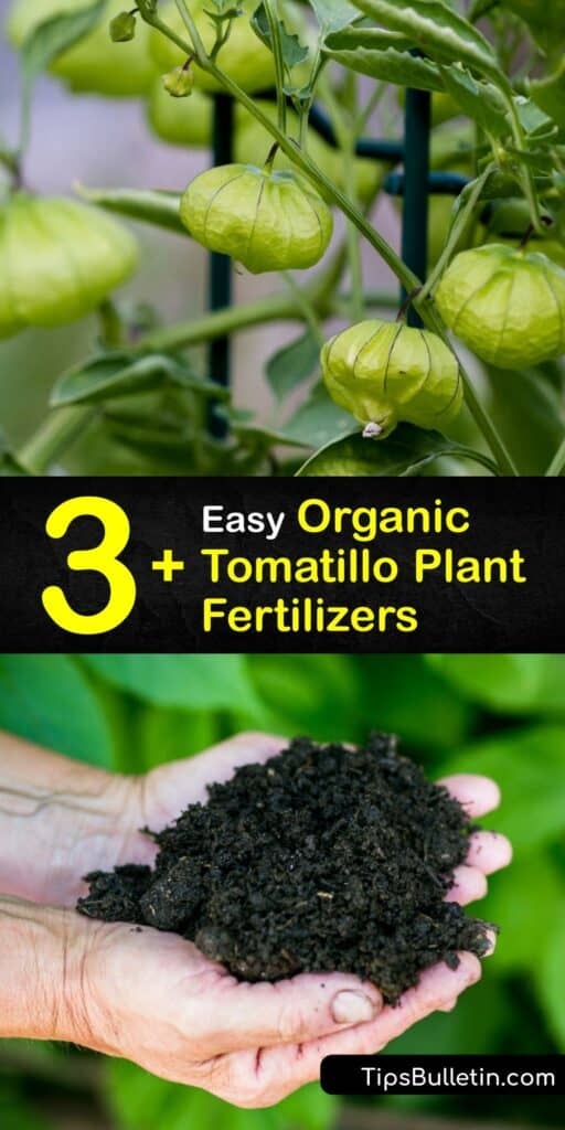 It’s easy to grow a tomatillo plant. Fertilizer ensures your tomatillo seed develops into ripe tomatillo fruit. Make your own tomatillo or tomato fertilizer for a huge husk tomato yield when you harvest tomatillos. #homemade #fertilizer #tomatillos