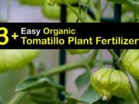Homemade Fertilizer for Tomatillos titleimg1