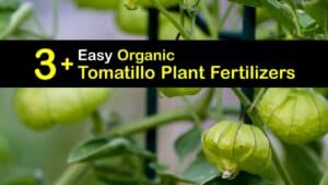 Homemade Fertilizer for Tomatillos titleimg1