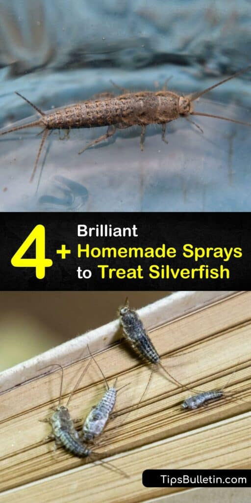Learn how to prevent silverfish and stop a silverfish infestation with a homemade spray. Use cedar oil or other essential oils to make an essential oil insect repellent spray. Get rid of fish moth pests with easy-to-make sprays to repel silverfish. #homemade #silverfish #spray