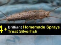 Homemade Silverfish Spray titleimg1