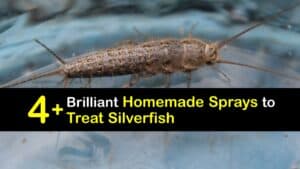 Homemade Silverfish Spray titleimg1