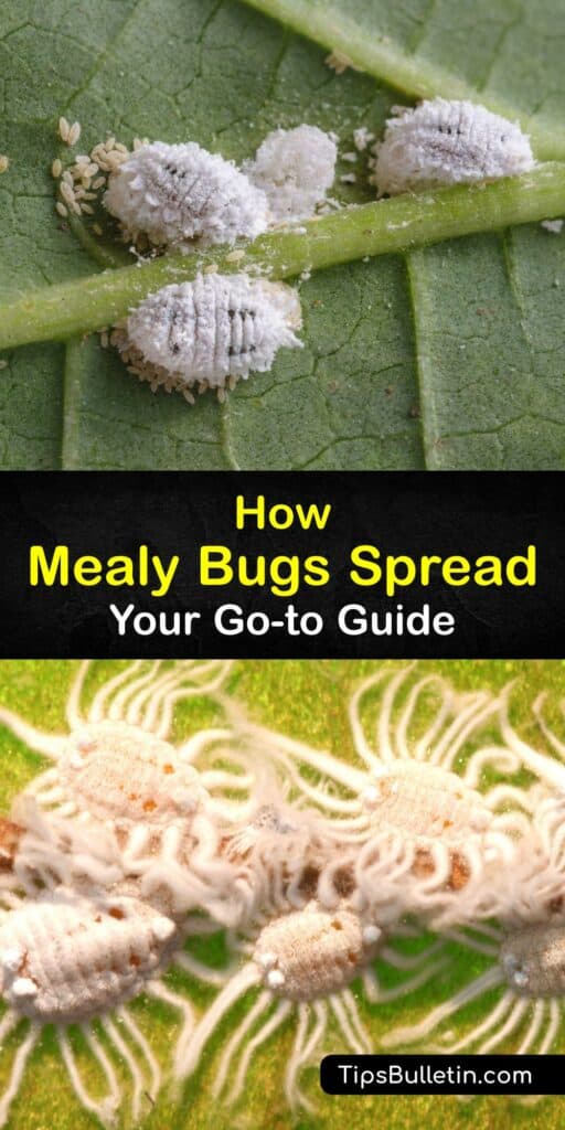 Even the most experienced gardener worries about an invasive mealybug infestation. The citrus mealybug and root mealybug are formidable. Learn how to prevent mealybugs, identify an infested plant, and treat it with all-natural options like DIY insecticidal soap. #mealybugs #spread