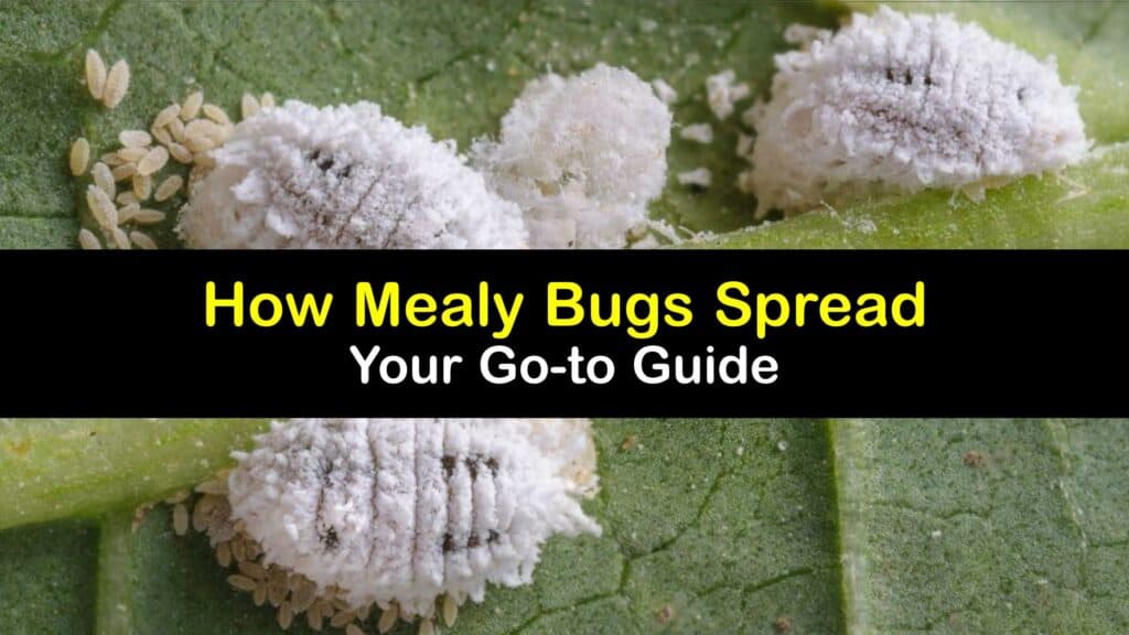 How Do Mealybugs Spread titleimg1