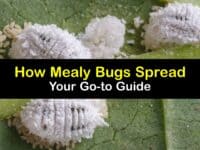 How Do Mealybugs Spread titleimg1