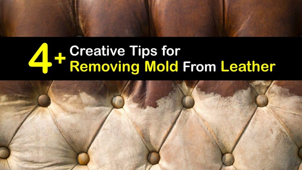 How to Clean Mold off Leather Furniture titleimg1