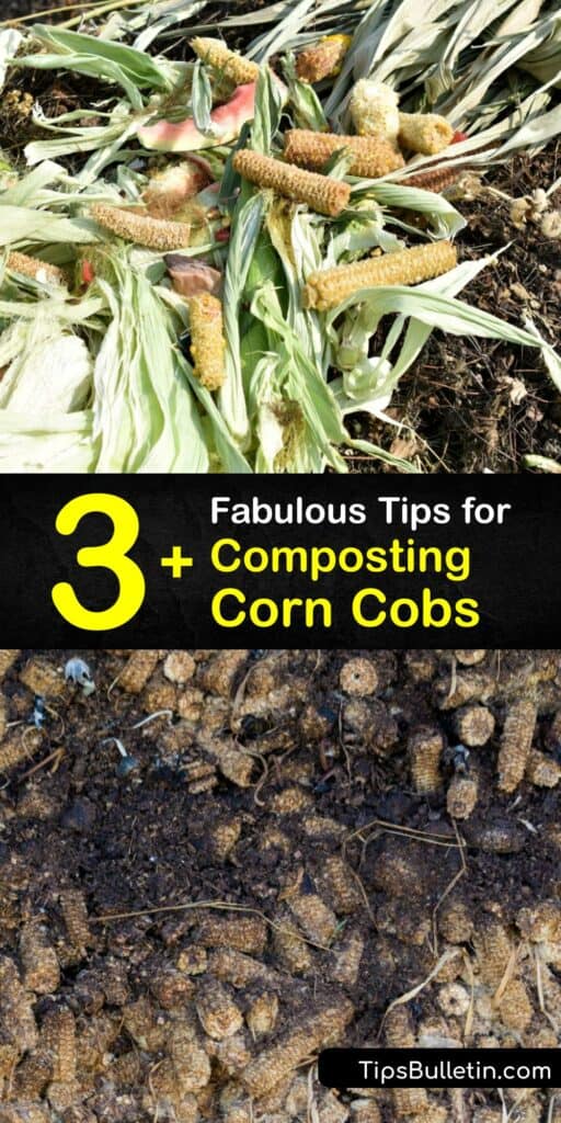 After eating sweet corn kernels, you’re left with the cob or husk. Compost corn plant parts like corn husks or the corn stalk in your compost pile or compost bin. Chop the cob into small pieces and add it to your composter to increase the nutrients in finished compost. #compost #corn #cobs
