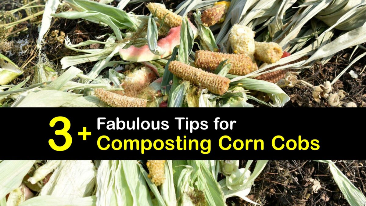 Corn Cobs Clever Ways to Add Corn Cobs to the Compost Bin