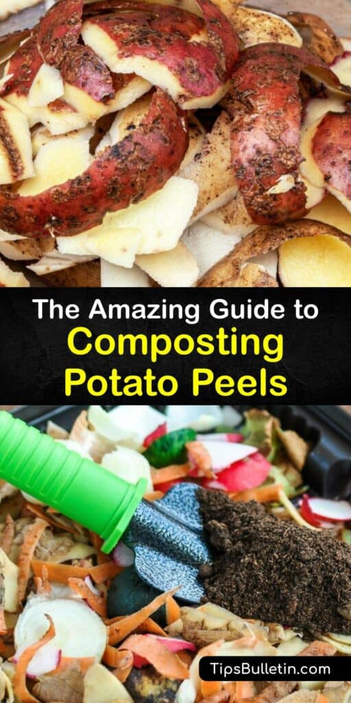 Cooked potatoes such as mashed potato, potato skins, and potato peel are safe to compost. Don’t throw away your potato peelings. Potato skin has many nutrients to add to compost to enrich the soil. Put potato peel in your composter for more nutrient-dense fertilizer. #compost #potato #peels