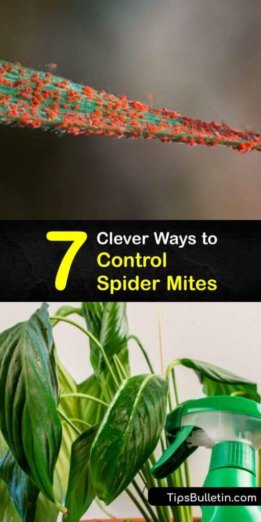 Spider mite control is challenging for any indoor plant enthusiast or lawn care lover. The twospotted spider mite is just the tip of the iceberg regarding spider mite infestations. Learn how to use a predatory mite like Phytoseiulus persimilis to your advantage. #control #spider #mites