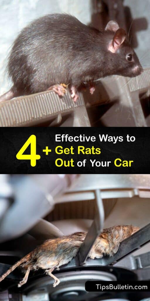Discover ways to get rats out of your car and the engine compartment and prevent a rodent infestation. A rat infestation is devastating to a vehicle since they chew on wires in the car engine. Luckily, a mouse trap and deterrent sprays keep rodents out of the car. #howto #get #rats #out #car