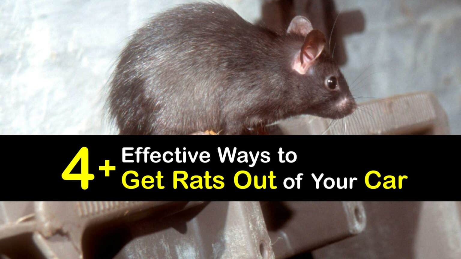 Get Rid of Car Rats Clever Tips for Killing Rats in the Car