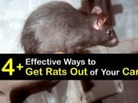 How to Get Rats Out of Your Car titleimg1
