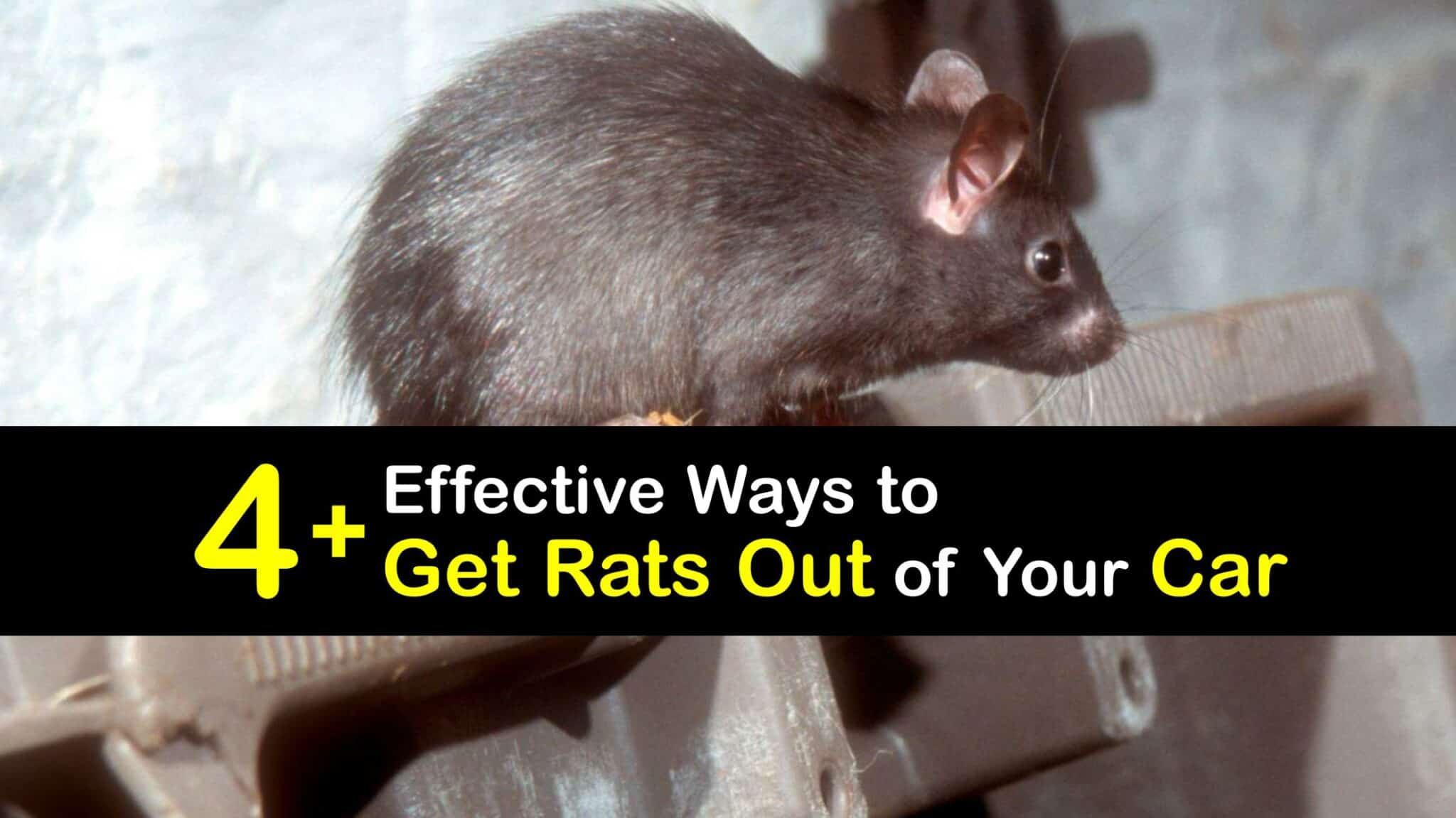 Get Rid of Car Rats Clever Tips for Killing Rats in the Car